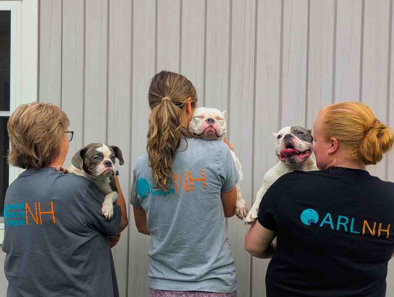 Animal Rescue League of New Hampshire Giving Tuesday